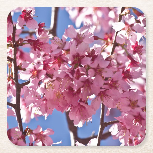 Porta-copo De Papel Quadrado Sakura Cherry Blossoms Red Stars (Frente)