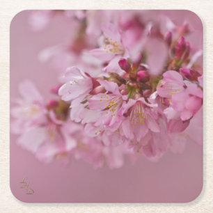 Porta-copo De Papel Quadrado Sakura Cherry Blossoms Rosa Pálido Reflexões