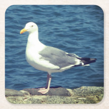 Seagull No Compartimento