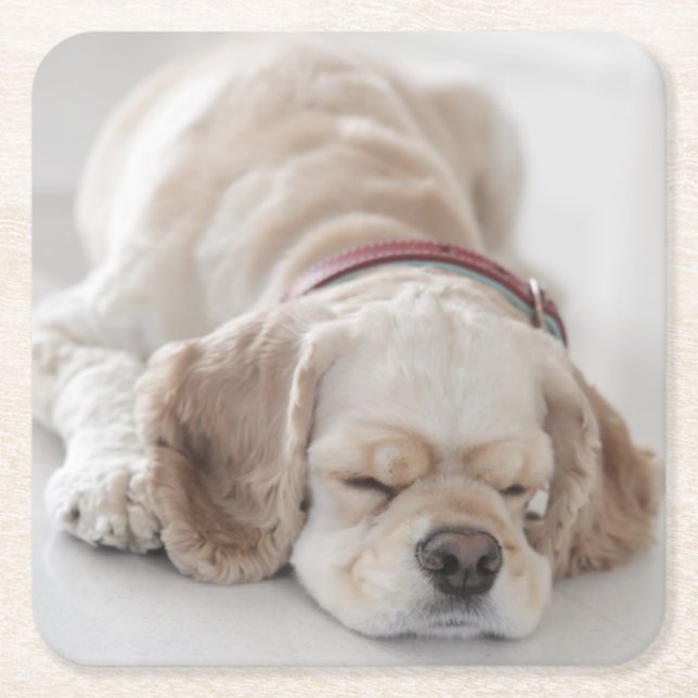 Porta-copo De Papel Quadrado Sono do cão de cocker spaniel (Frente)
