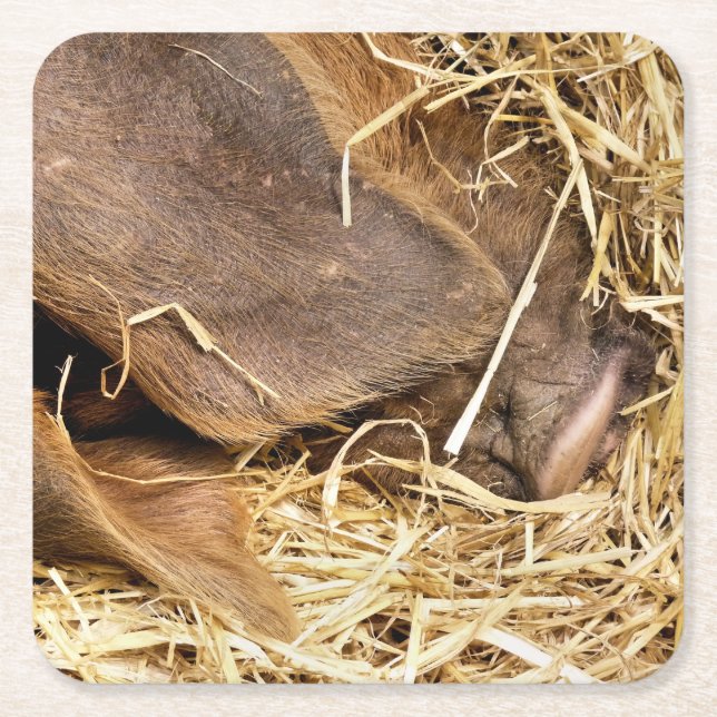 PORTA-COPO DE PAPEL QUADRADO SUÍNOS (Frente)