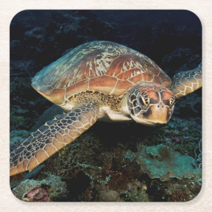Porta-copo De Papel Quadrado Sulawesi  Tartaruga Verde