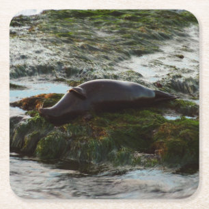 Porta-copo De Papel Quadrado Sunset Lit Harbor Seal II em San Diego