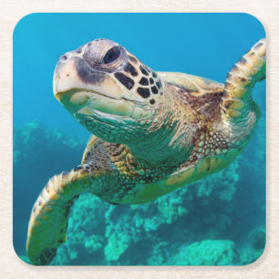Porta-copo De Papel Quadrado Tartaruga de mar verde que nada sobre o recife de