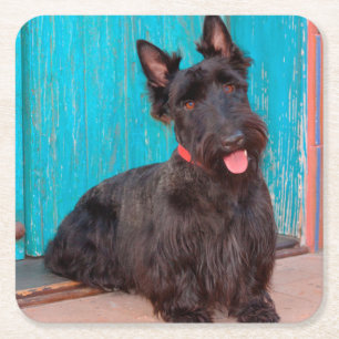 Porta-copo De Papel Quadrado Terrier Escocês sentado ao lado de uma porta color