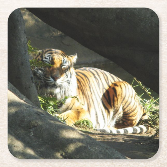 Porta-copo De Papel Quadrado Tiger Catnap (Frente)