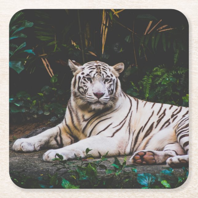 Porta-copo De Papel Quadrado Tigre (Frente)