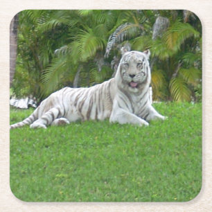 Porta-copo De Papel Quadrado Tigre Branco Descansando na Luz do Prado Verde