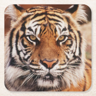 Porta-copo De Papel Quadrado Tigre-de-sumatra
