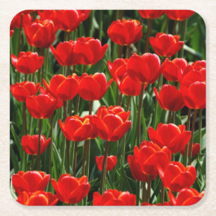 Porta-copo De Papel Quadrado Tulip