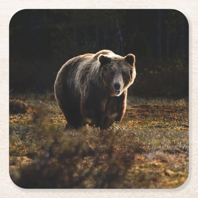 Porta-copo De Papel Quadrado Urso (Frente)