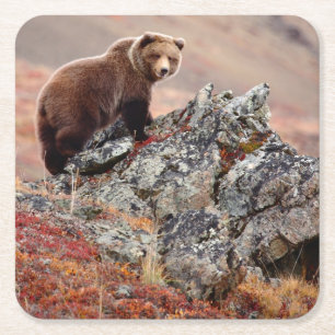 Porta-copo De Papel Quadrado Urso de Denali Brown