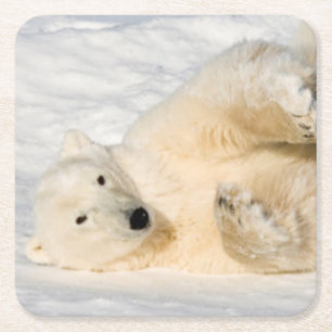 Porta-copo De Papel Quadrado Urso polar perto da baía de Hudson