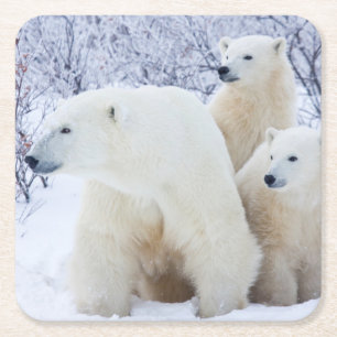 Porta-copo De Papel Quadrado Ursos polares e dois filhotes