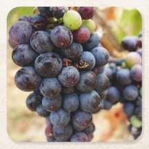 Uvas na Vinha