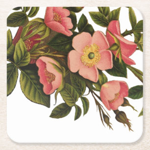 Porta-copo De Papel Quadrado Vintage Rosas Belos Botânicos Rosa