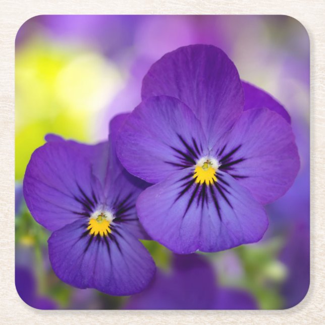 Porta-copo De Papel Quadrado Violas roxas (Frente)