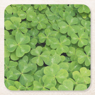 Porta-copo De Papel Quadrado Vista de Oxalis Oregana folhagem de trevo-de- made