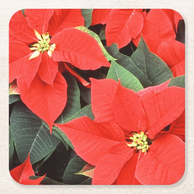 Porta-copo De Papel Quadrado Vívido Poinsettias de Natal Vermelho (Frente)
