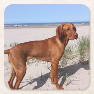 Porta-copo De Papel Quadrado vizsla-cheio