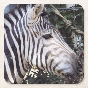 Porta-copo De Papel Quadrado Zebra