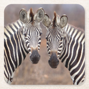 Porta-copo De Papel Quadrado Zebras-comuns, Parque Nacional Kruger
