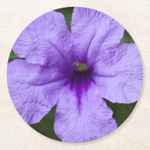 Anã Roxo Petunia Mexicana
