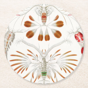 Porta-copo De Papel Redondo Crustáceos da Vida Marinha, Copepoda por Ernst Hae