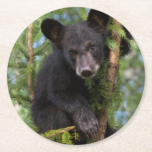 Porta-copo De Papel Redondo Filhote de Urso Negro Brincando em Árvores (Frente)