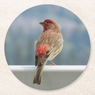 Porta-copo De Papel Redondo Finch Vermelho Verificando a Vista.