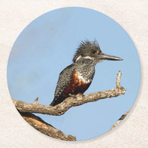 Porta-copo De Papel Redondo Giant Kingfisher