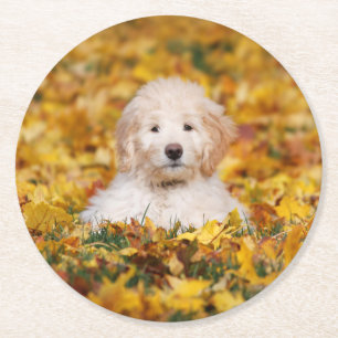 Porta-copo De Papel Redondo Goldendoodododododle Puppy Em Folhas De Queda