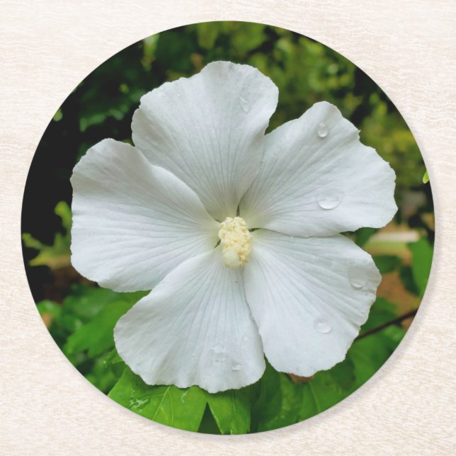 Porta-copo De Papel Redondo Hibiscus (Frente)