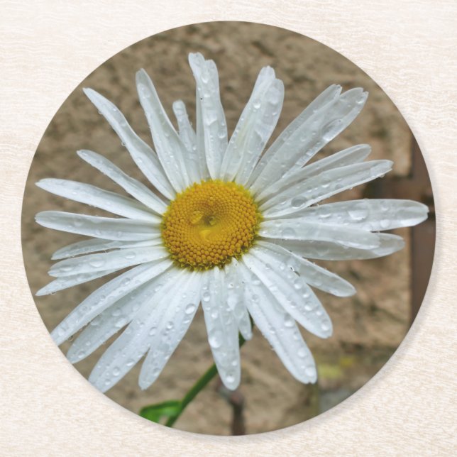 Porta-copo De Papel Redondo Leucanthemum Bloom (Frente)