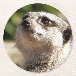 PORTA-COPO DE PAPEL REDONDO MEERKAT