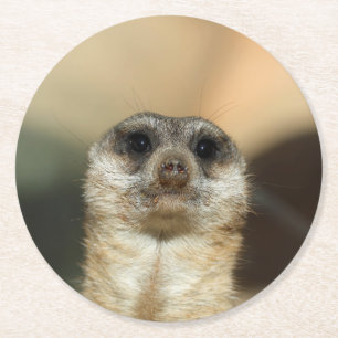 Porta-copo De Papel Redondo Meerkat_2015_0501