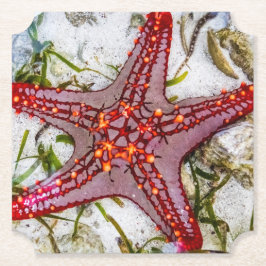 Porta-copo De Papel Starfish, Zanzibar, Tanzânia