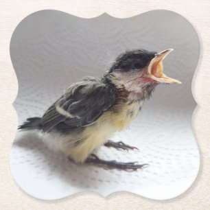 Porta-copo De Papel Tidi, meu Pássaro, o Parus Major
