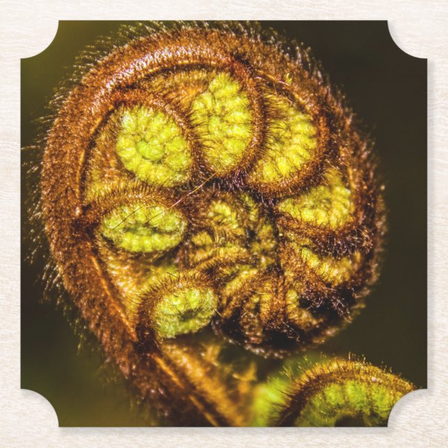 Porta-copo De Papel Young Fern Folaves (Frente)