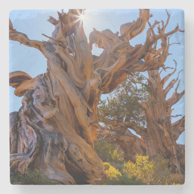 Porta-copo De Pedra A Árvore Sentinel (Frente)