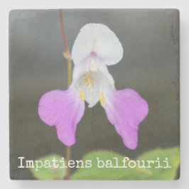 Porta-copo De Pedra A orquídea do pobre homem botânica