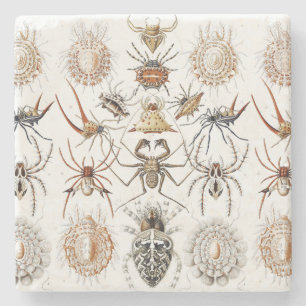 Porta-copo De Pedra Academia Sombria Haeckel Vintage Aranha Simetria A