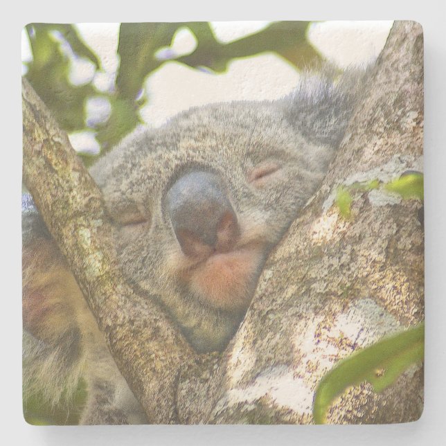 Porta-copo De Pedra Adorável Dormindo Koala (Frente)