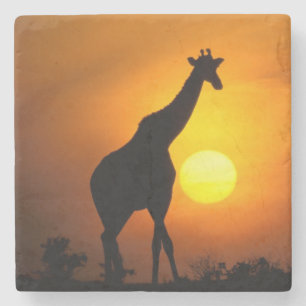 Porta-copo De Pedra África, Quênia, Masai Mara. Girafa (Giraffa