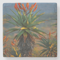 Aloe da Montanha (Aloe Marlothii Berger) 2