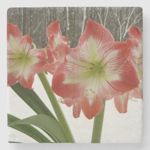 Porta-copo De Pedra Amaryllis no Feriado Vermelho de Neve Floral de in