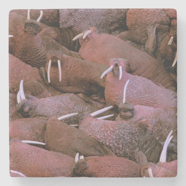 Porta-copo De Pedra América do Norte, EUA, Alasca, Delta do Yukon (Frente)