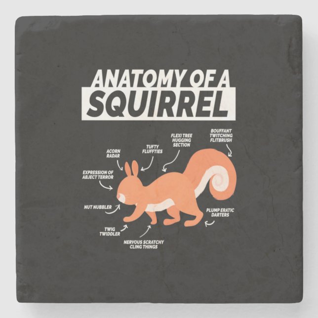 Porta-copo De Pedra Anatomia de um esquilo (Frente)