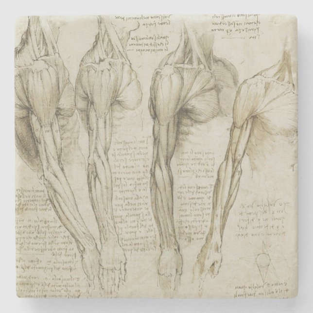 Porta-copo De Pedra Anatomia humana do braço de da Vinci (Frente)
