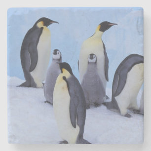 Porta-copo De Pedra Antártida, Pinguins Imperadores